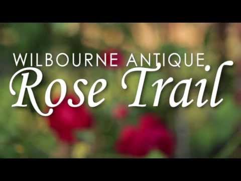 Wilbourne Rose Trail